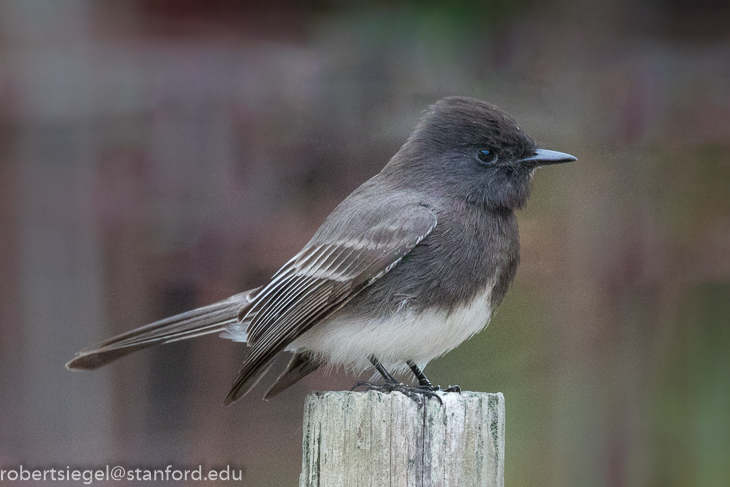 black phoebe